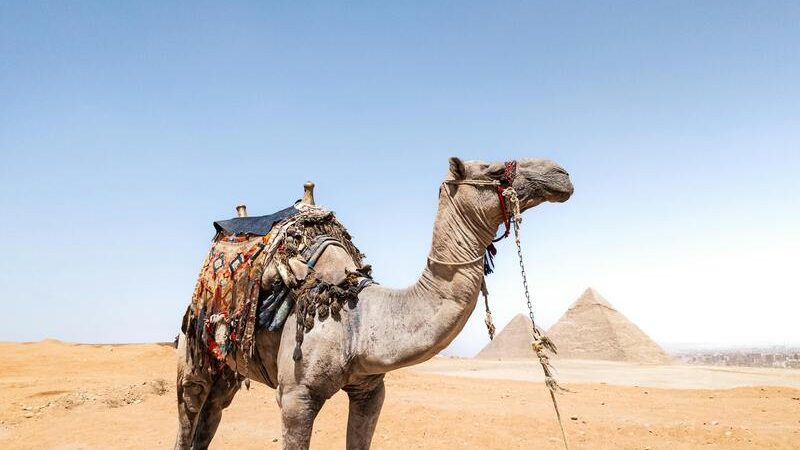 Camel ride experience in front of the Giza Pyramids during a private tour to Giza Pyramids.