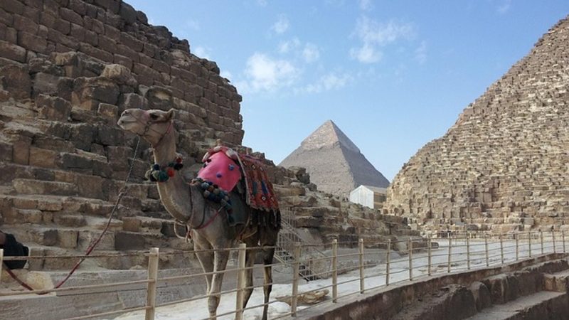 Camel during a tour to Giza Pyramids.