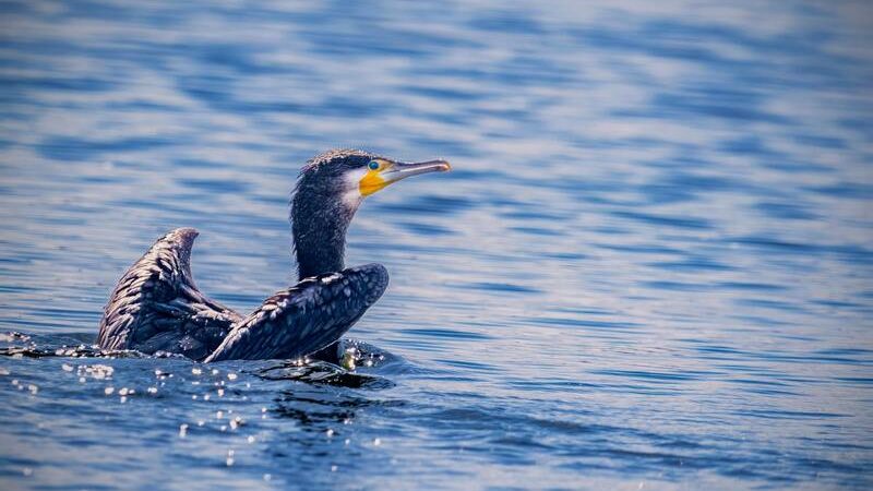Lake Nasser view with bird during Aswan Day Tour