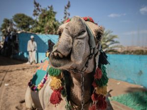 Tour to Nubian Village in Aswan