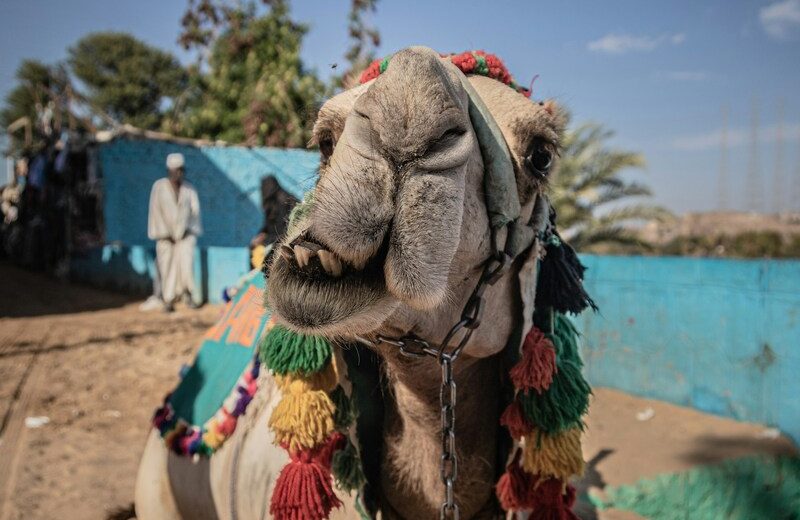 Tour to Nubian Village in Aswan